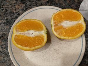 IMG 20250608 072152110.jpg